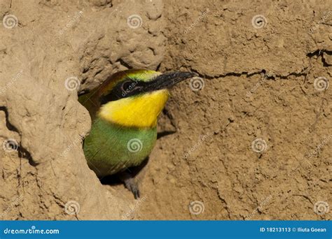 Young Bee Eater in Nest stock image. Image of bird, home - 18213113