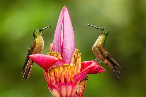 The New Complete Guide to Hummingbird Photography – Tom Bol Photography ...