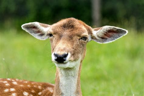Selective focus photography of Deer on grass field HD wallpaper | Wallpaper Flare