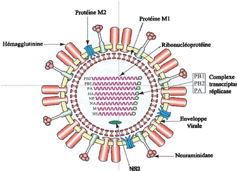 medecin en ligne: Orthomyxovirus (virus de la grippe)