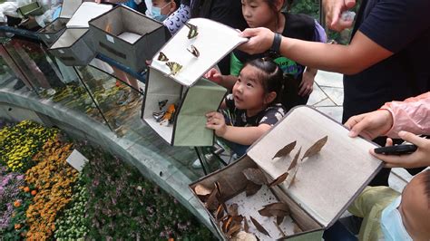 Near 70,000 butterflies to be released at Shanghai Zoo in October - CGTN