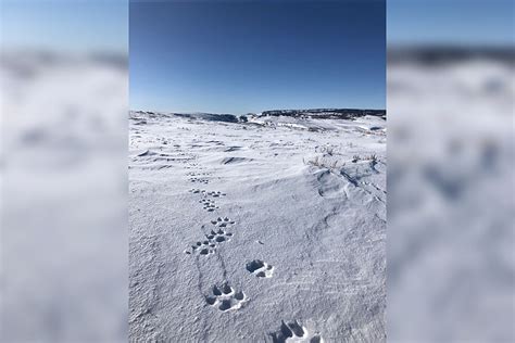 First Wolf Pack Spotted in Colorado Since the 1930s