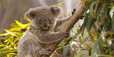 The unique animals of Australia and where to spot them - Futurelearn