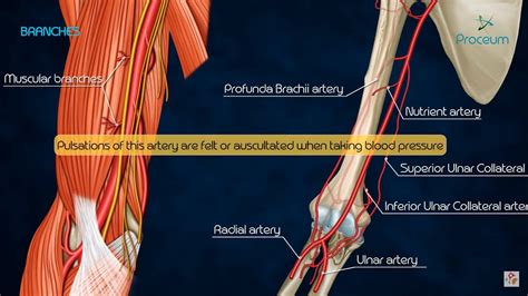 Branches Of Brachial Artery