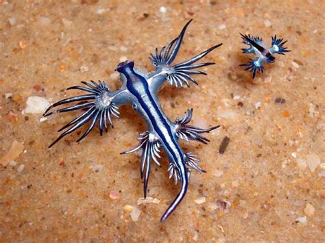 Featured Creature: Blue Dragon | Blog | Nature | PBS