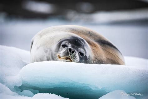 Animals In Antarctica: 32 Incredible Beasts And Birds (With Photos)