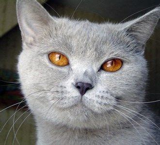 Cat Breeds With Round Faces | Cat breeds, All cat breeds, Cats