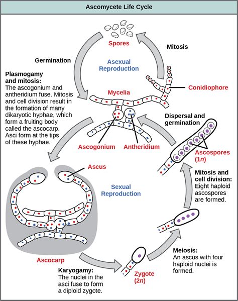 Classifications of Fungi | OpenStax Biology 2e