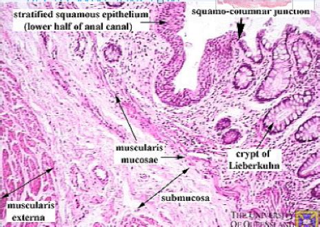 recto anal junction | Histology - GI - Layers, Junctions and Miscellaneous