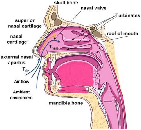 Sagittal section of the nasal cavity, which consist of arterial network... | Download Scientific ...