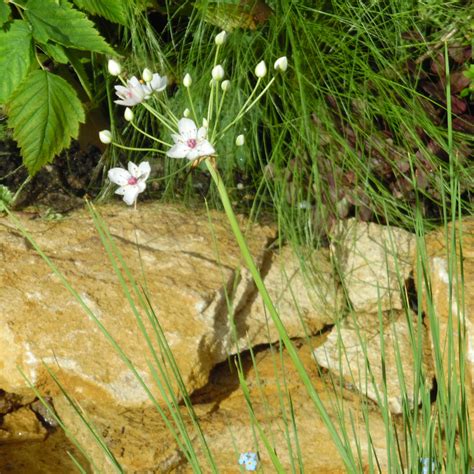 Butomus Alba, Marginal Pond Plants and Flowers, UK