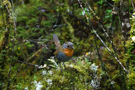 Bird Watching - Chile Travel