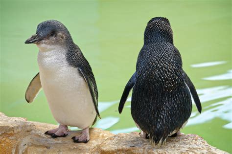 World Penguin Day 2017: 11 penguin species facing extinction | Metro News