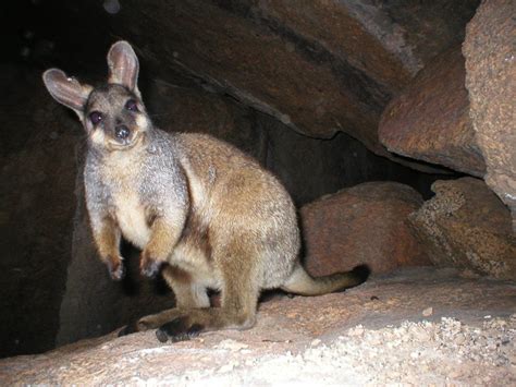 #Threatenedspecies of the Week: Petrogale lateralis lateralis (Black ...