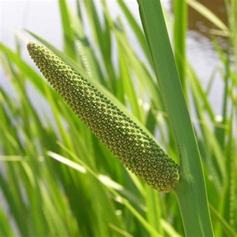 Calamus Oil, For Skin Care, Pack Size: 180 Kg at Rs 4000/kg in Noida ...