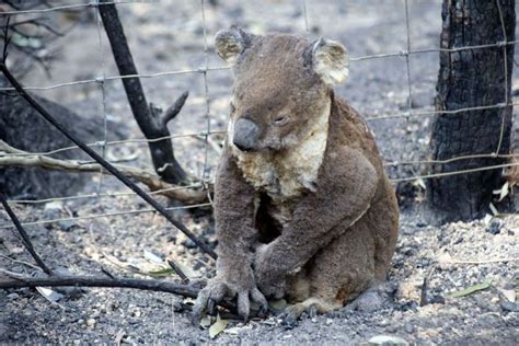 bushfire koala. credit abc - Animal Talk