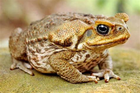 Ilan Life: A brief history of cane toads