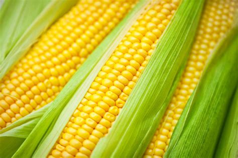 How and When to Pick and Cook Sweet Corn