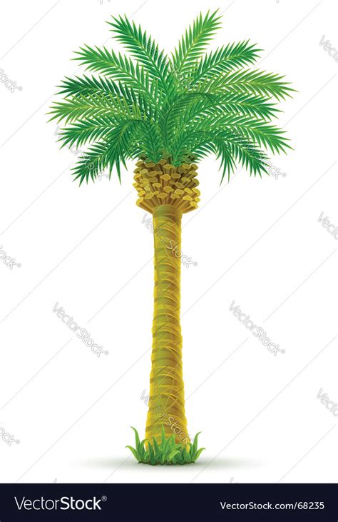 Tropical palm tree Royalty Free Vector Image - VectorStock