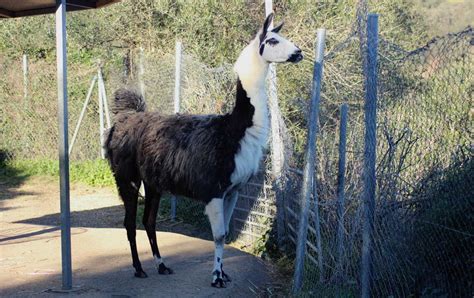 Alpaca, Vicugna pacos, un mamífero sudamericano