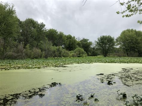 Riverside Park restoring wildlife thanks to volunteers - Michigan ...