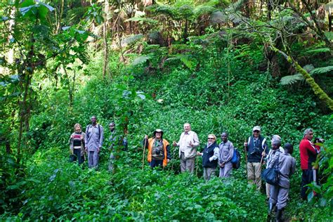 Bwindi impenetrable Forest National Park | African Quest Safaris