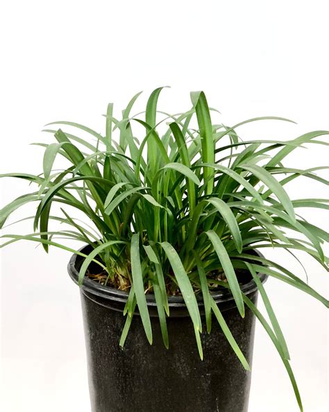 Agapanthus africanus dwarf 1 Gallon Plant – Happy Valley Plants