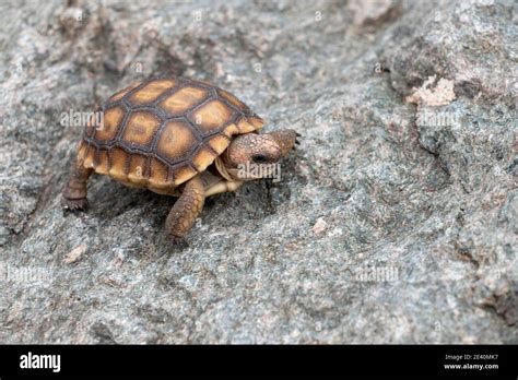 Juvenile Desert Tortoise (Gopherus agassizii) walking on rock, Mojave ...