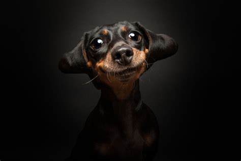 The 2023 Dog Photography Awards Has Revealed Its Winners And Finalists - Pictolic