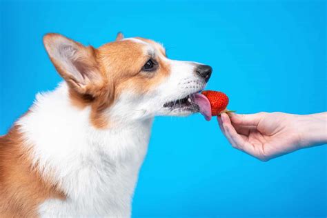 Strawberries: Nutrient powerhouse gives dogs vitamins and minerals