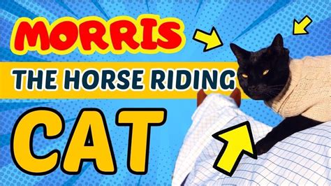 Morris the horse riding cat - YouTube