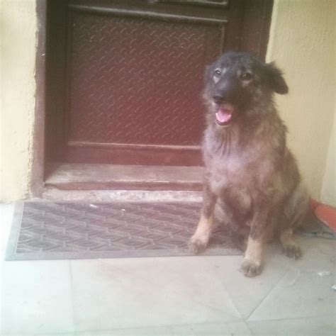 Advise On Breeds For Security Dogs - Pets - Nigeria