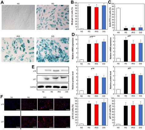 Glutaminase inhibitors rejuvenate human skin via clearance of senescent cells: a study using a ...