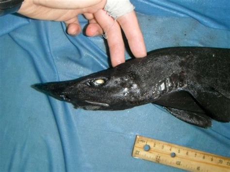 CATSHARKS - A new species of demon catshark pulled from the depths of ...