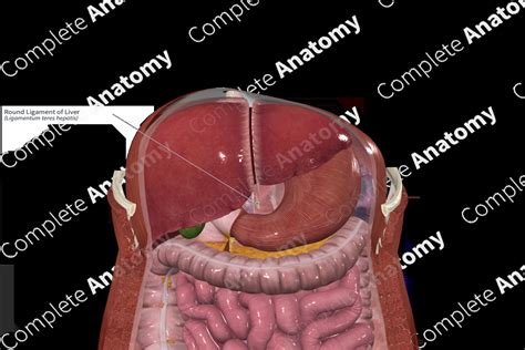 Round Ligament of Liver | Complete Anatomy