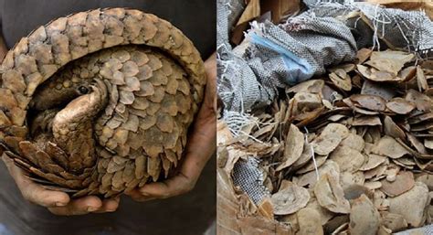 Pangolin Scales Worth N1.7 Billion Seized At Lagos Airport – The ...