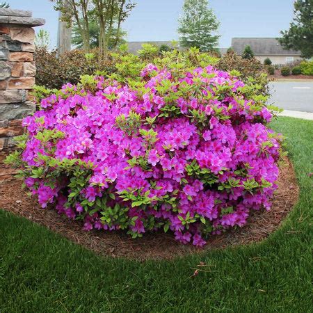 Autumn Royalty® Encore® Azaleas for Sale– FastGrowingTrees.com