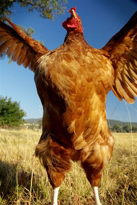 Chook chook chook Chickens! - SAFE Animal Squad - Together we can make a difference for all animals