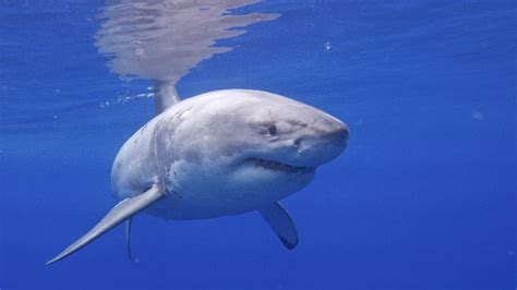 Great White Sharks May Travel to Long Island to Mate | Mental Floss