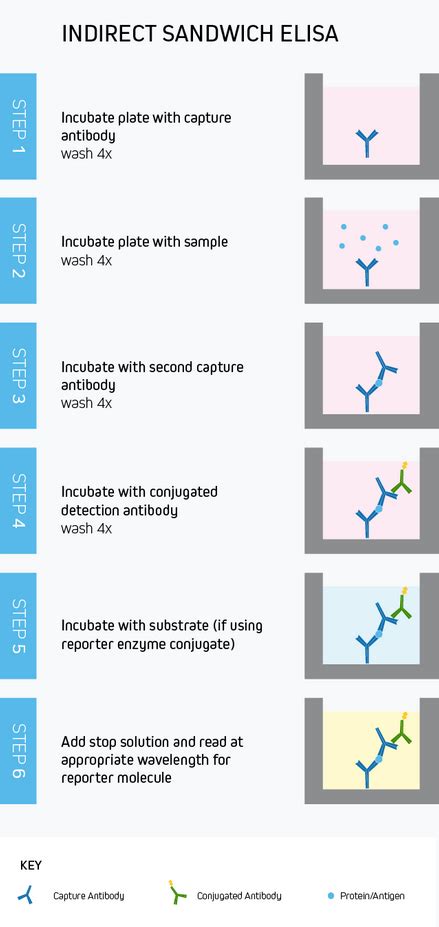 ELISA Guide; Part 2: The ELISA Protocol