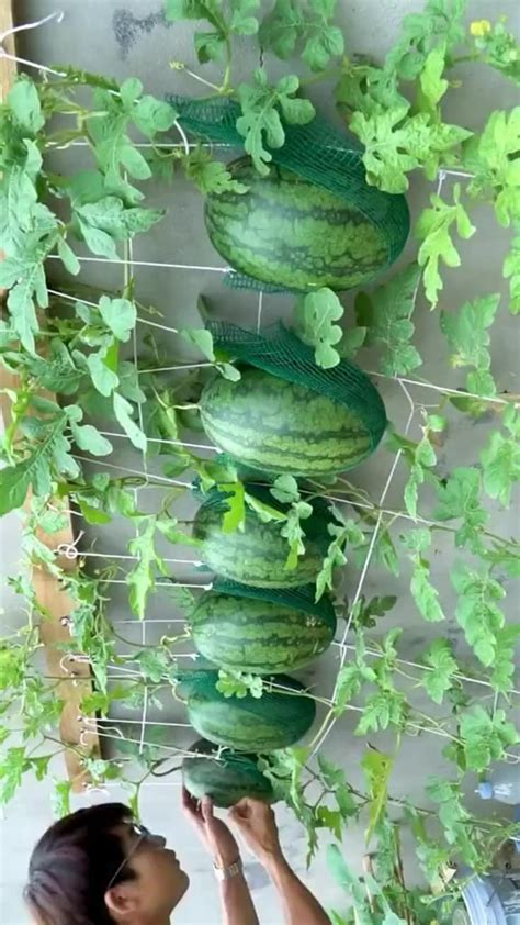 How to grow watermelons vertically! Save space! #garden #gardening # ...