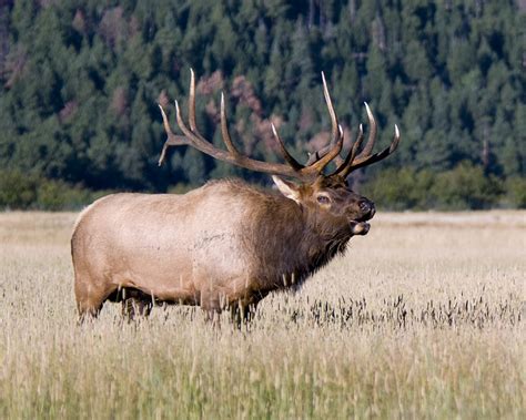 Bull Elk Wallpaper - WallpaperSafari