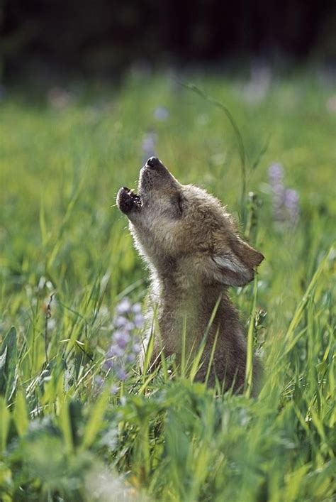 Howling wolf puppy | Too Cute! | Pinterest