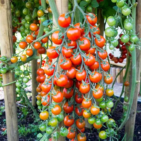 Tomato Garden Seeds - Supersweet 100 Hybrid - 100 Seeds - Non-GMO, Vegetable Gardening Seed ...