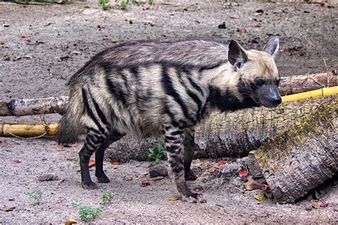 Striped hyena (Hyaena hyaena) - a photo on Flickriver