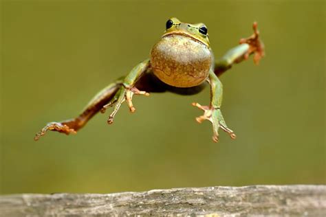 JFrog Takes Big Leap Forward With $50 Million Round | Funny frog pictures, Frog pictures, Funny ...