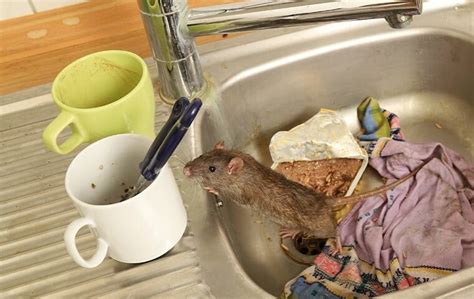 How To Get Rid Of Rats In Your Home Fast: A Complete Guide [2022] (2023)