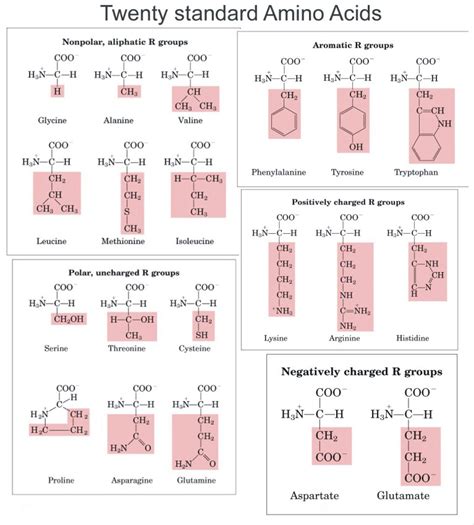 Amino Acid Properties