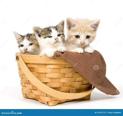 Three Kittens In A Basket Stock Photos - Image: 1012773