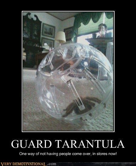 GUARD TARANTULA | Pet tarantula, Tarantula, Demotivational posters